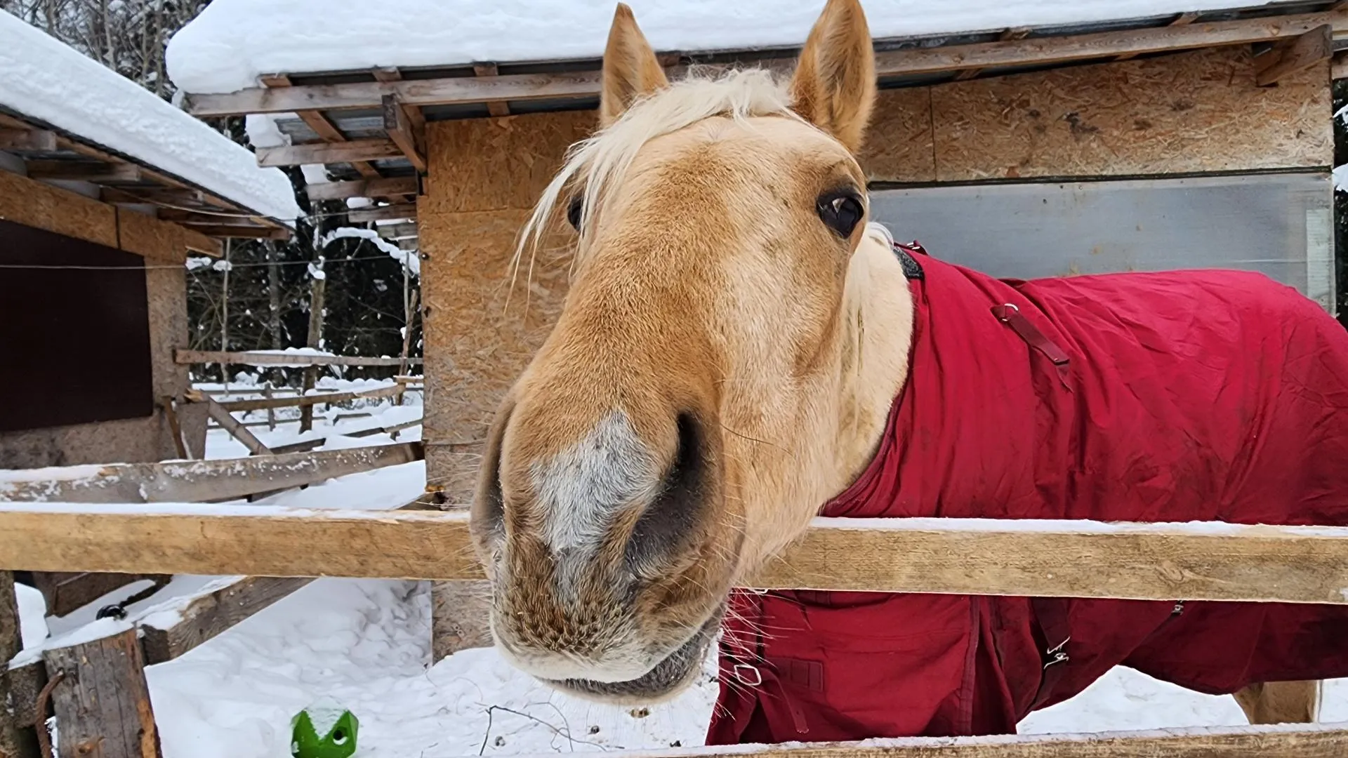 МедиаБанк Подмосковья/Валентина Максимова