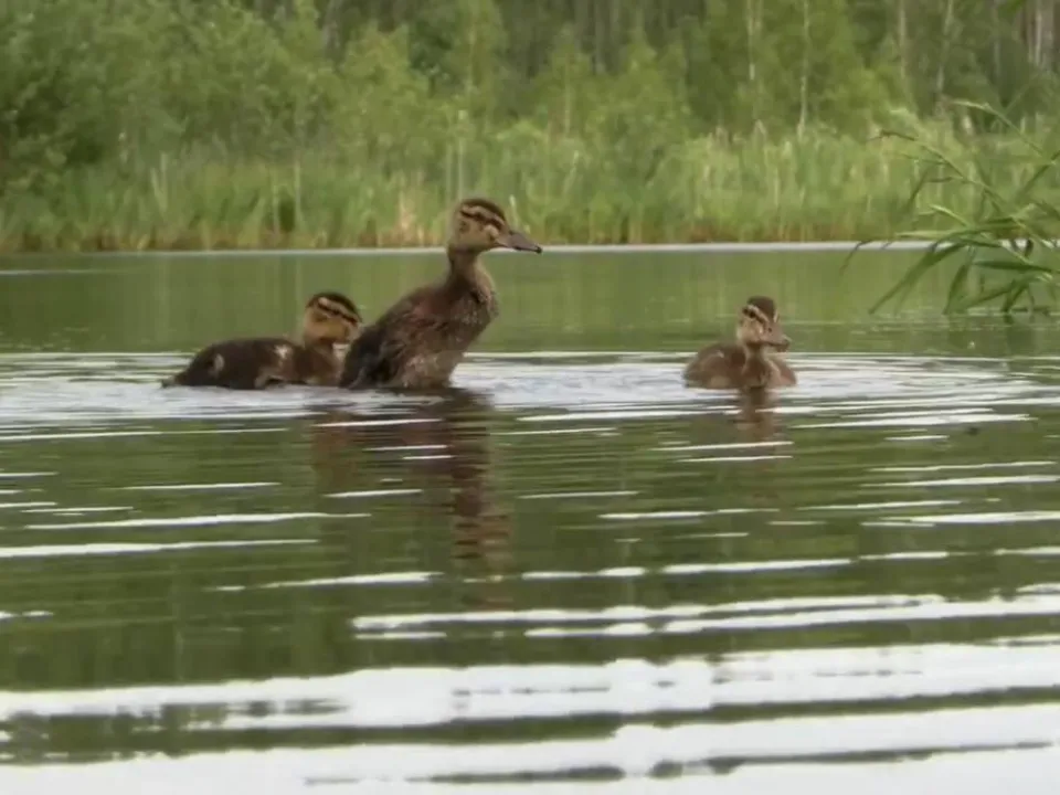 Фото: пресс-служба Министерства сельского хозяйства и продовольствия Московской области