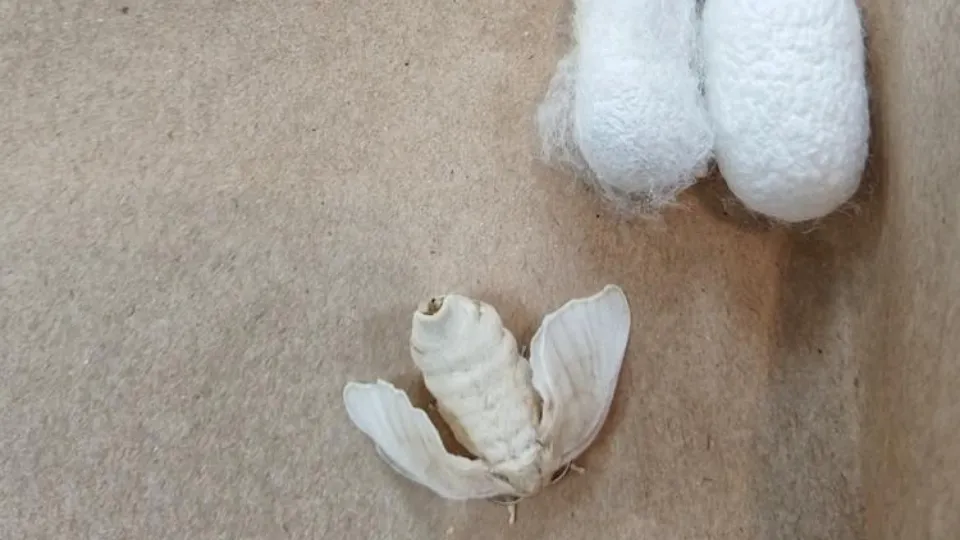 Фото: ФИЦ ВИЖ им. Л. К. Эрнста