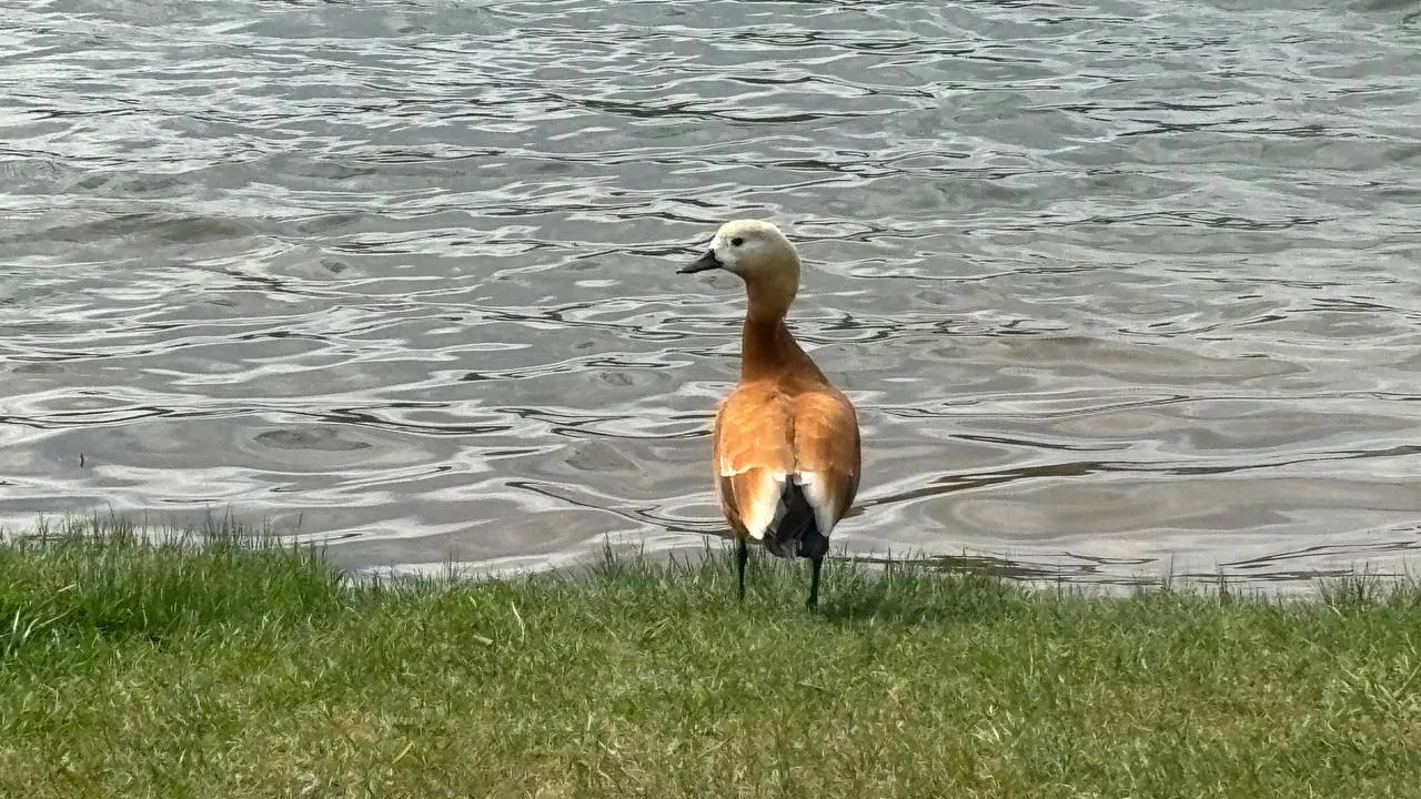 Фото: МБУК «Городской парк культуры и отдыха»