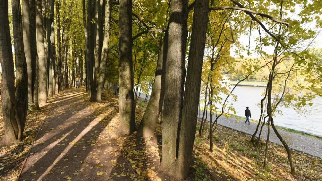 В летний зной листья деревьев начали менять окрас в Кузбассе
