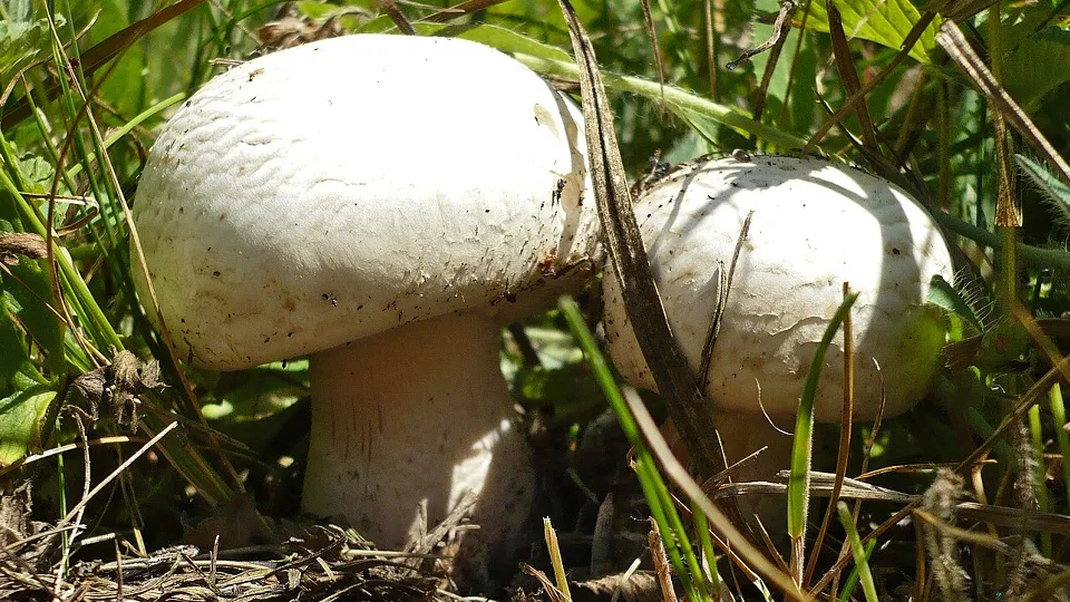 Фото: сommons.wikimedia/Владимир Лобачев