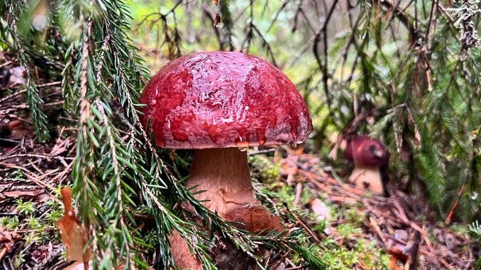 ГКУ МО "Мособлпожспас"