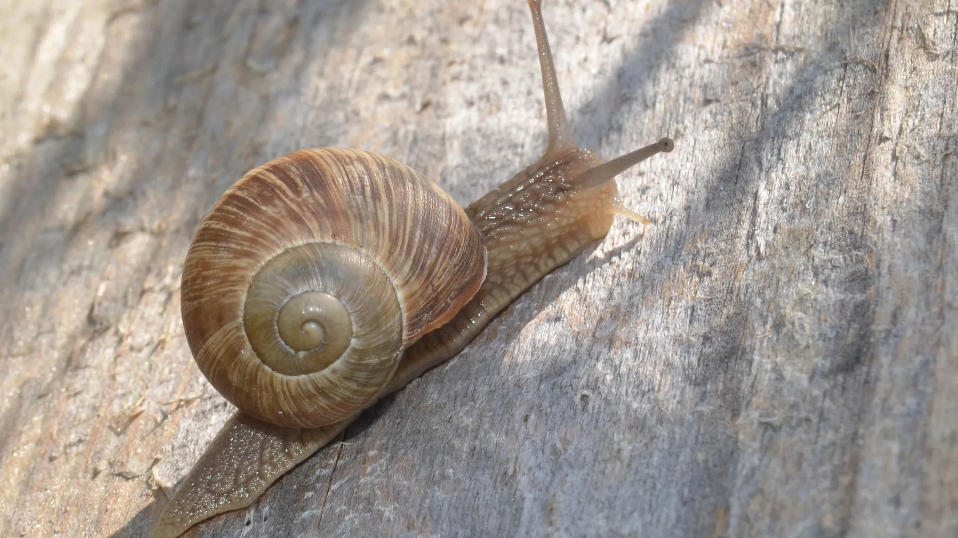 Скользкие звезды: в Балашихе объявили сбор улиток для смелого эксперимента на сцене