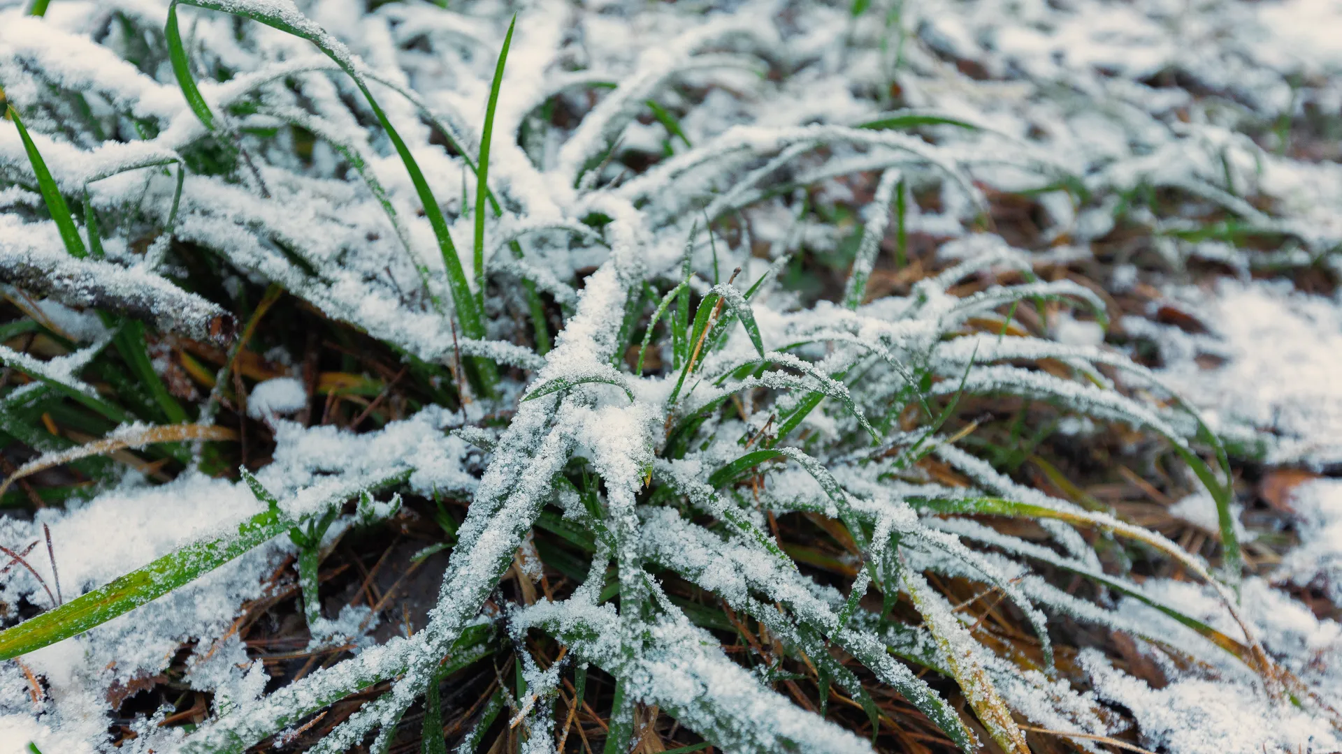 Зима наступила в Подмосковье