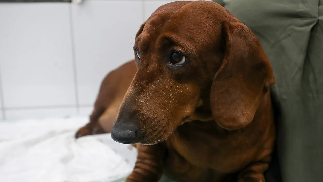 Фото: ТАСС/Михаил Терещенко