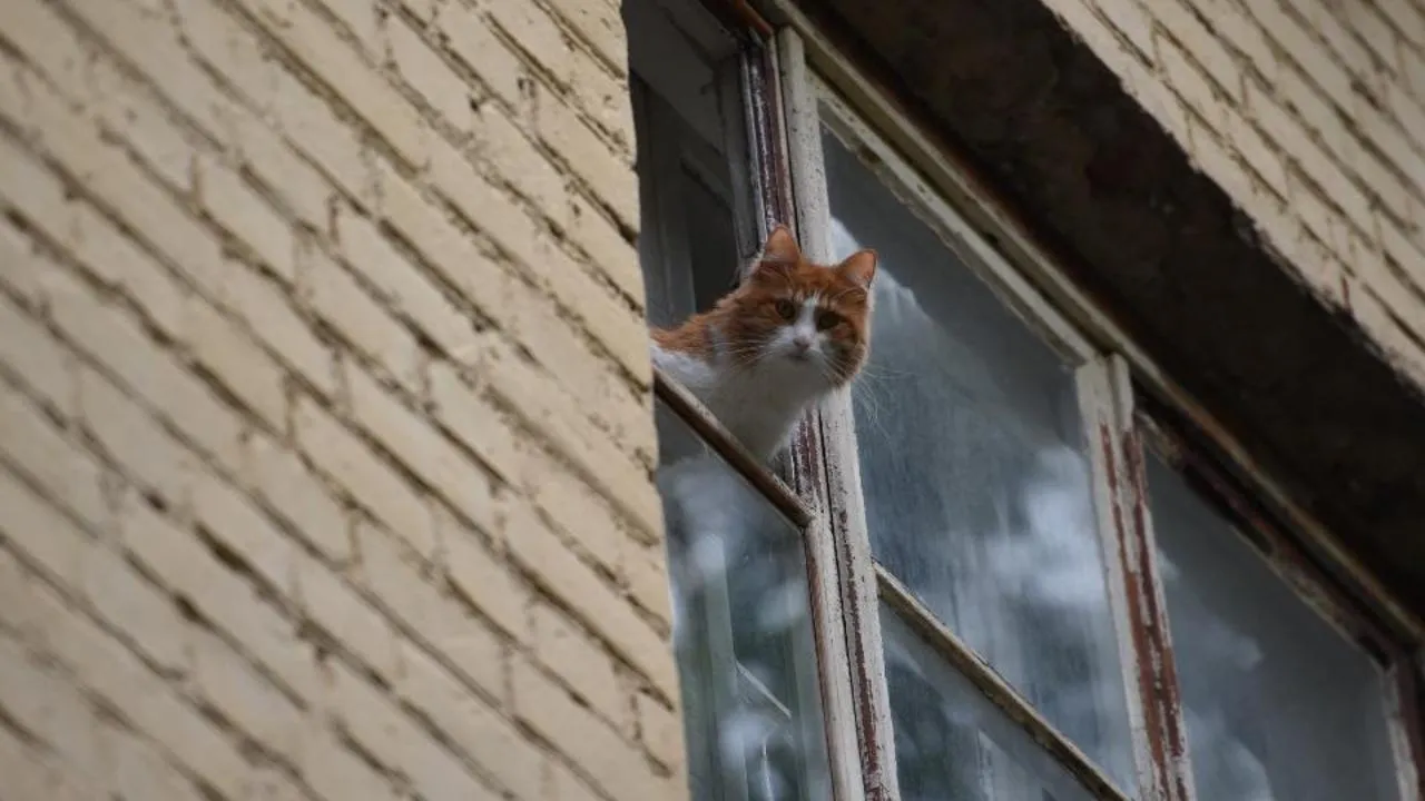 медиасток.рф