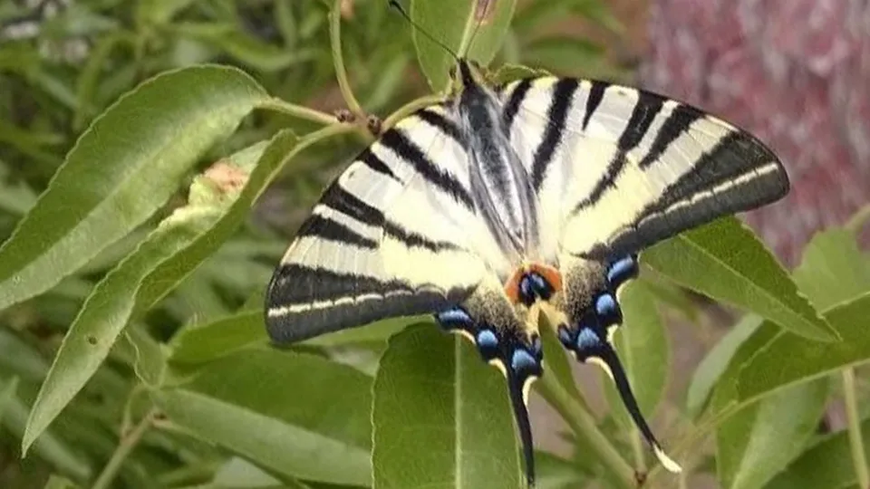 Фото: А.И. Ульянов