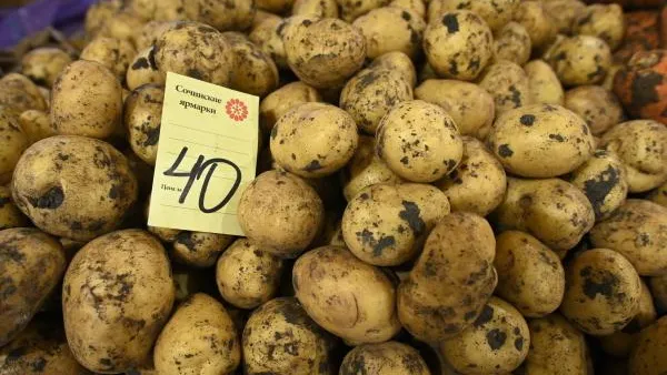 Биолог Поляков назвал способы распознавания ядовитого картофеля по цвету и запаху
