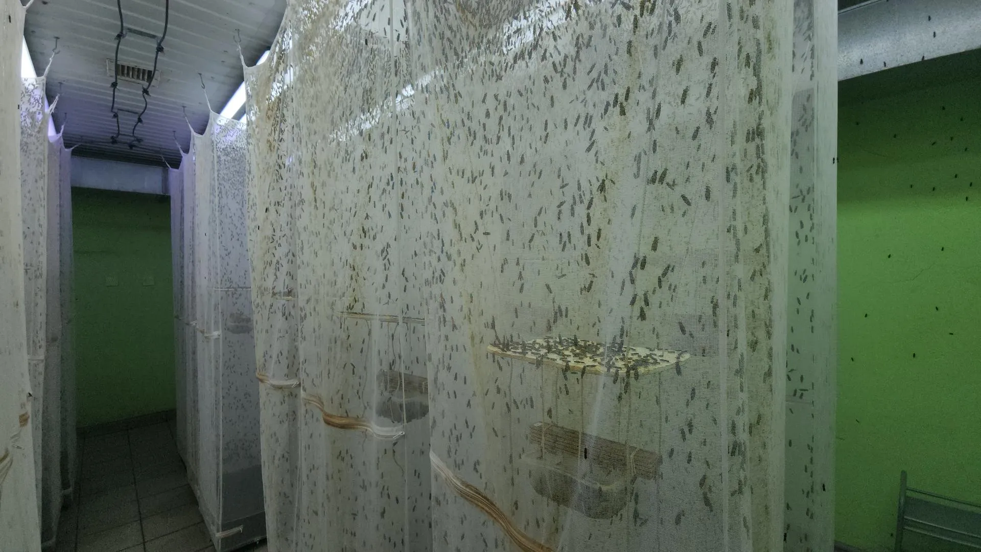 REGIONS/Роман Кутузов