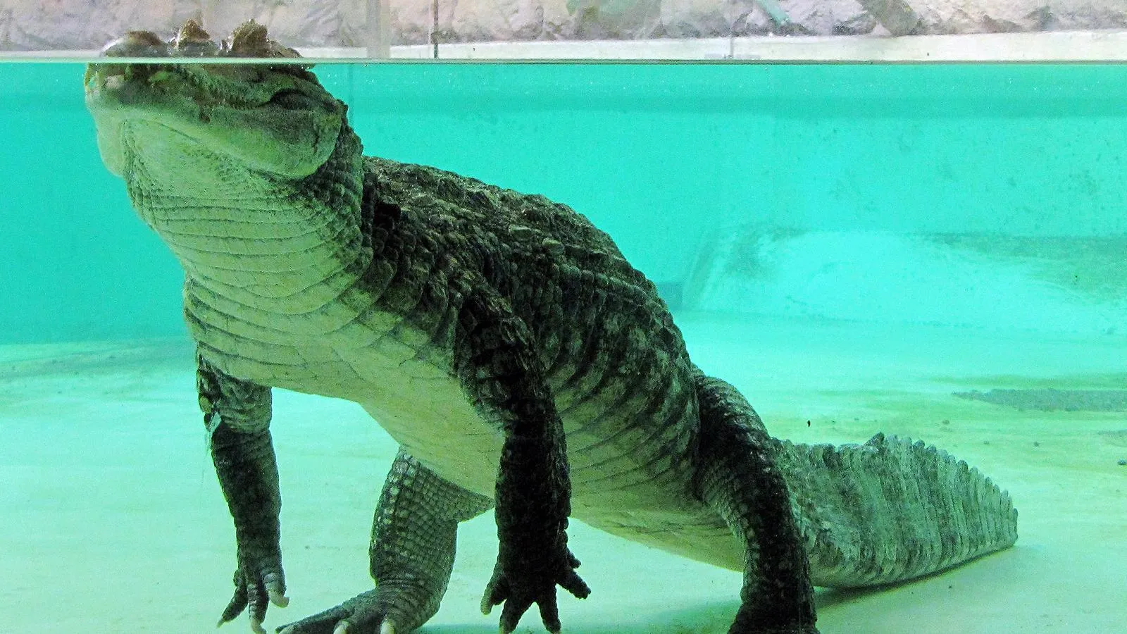 Крокодиловый кайман