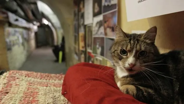 Гражданин Франции оставил котам Эрмитажа часть своего наследства