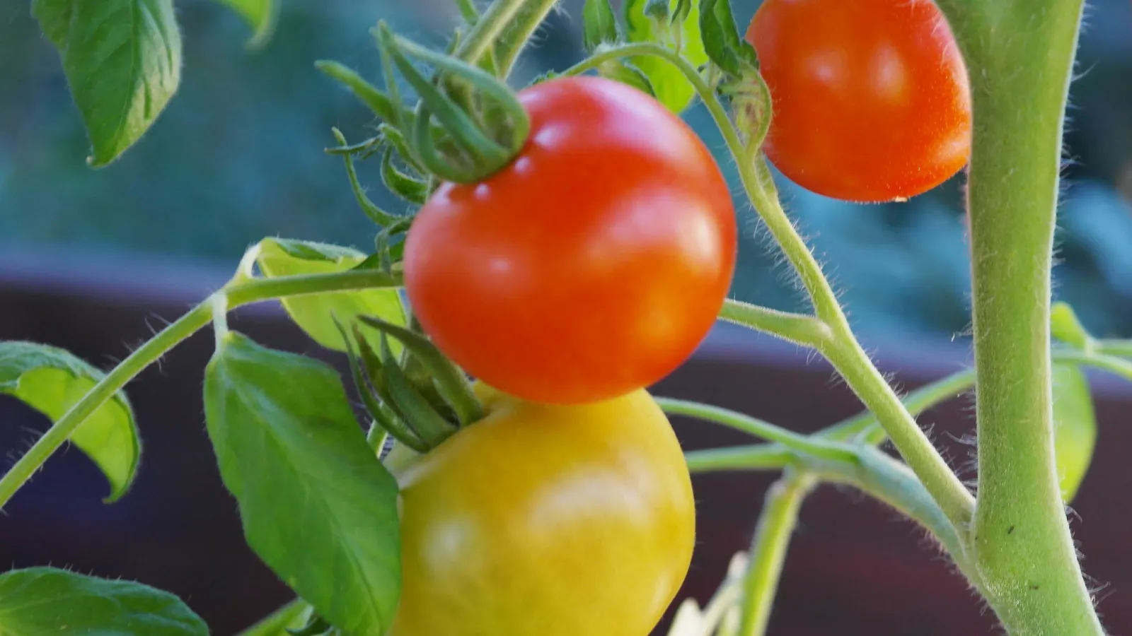 Фото: pxhere.com