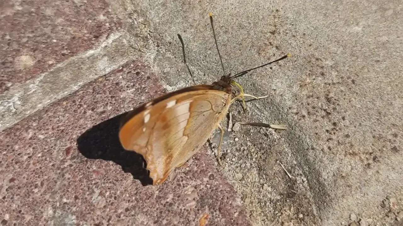 REGIONS/Дарья Недошивина