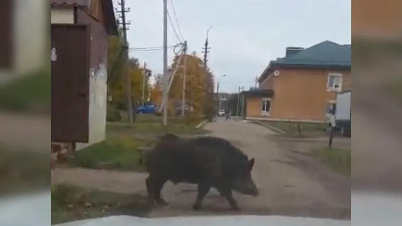 Огромный кабан разгуливает по дворам под Истрой