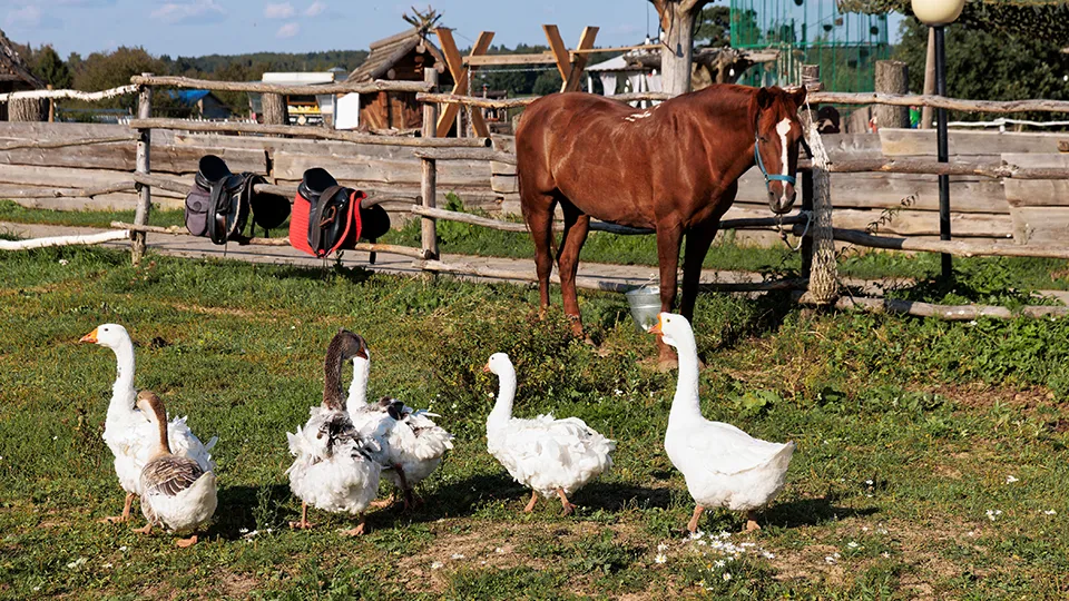 Фото: медиасток.рф