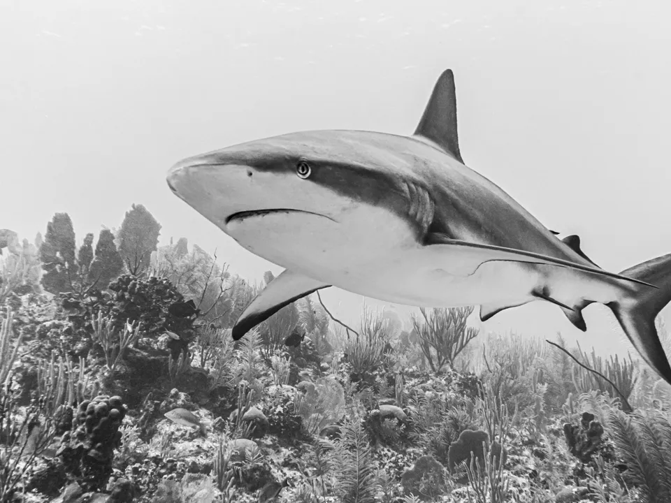 Без хаотичных движений: эксперт по выживанию рассказал, как спастись от акулы