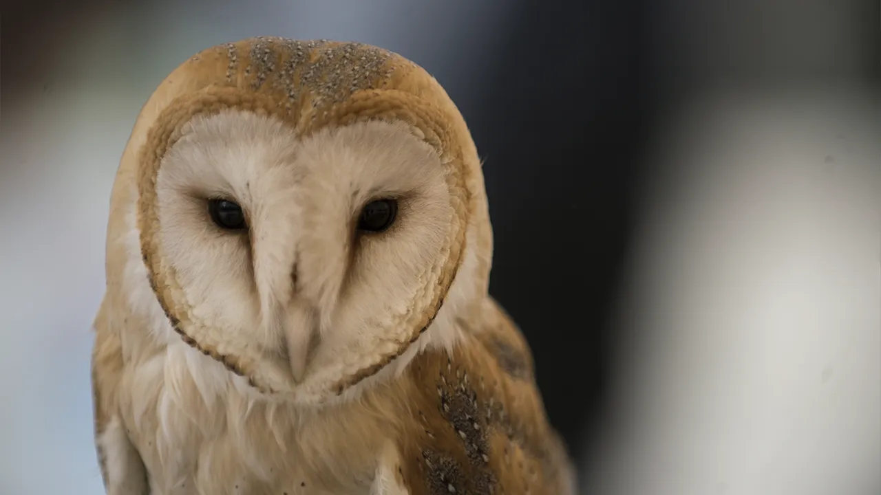 медиасток.рф