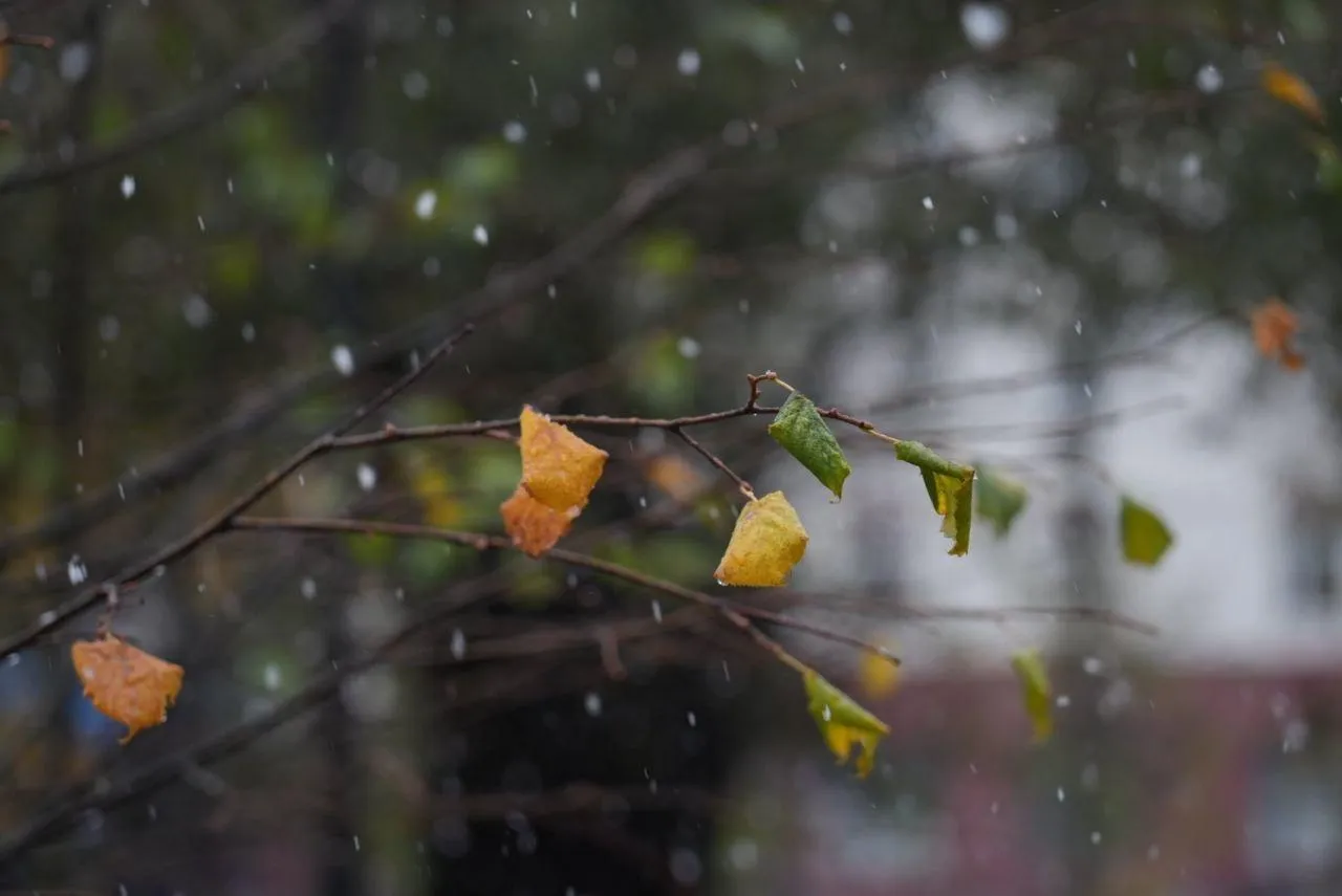Дмитрий Зайчиков