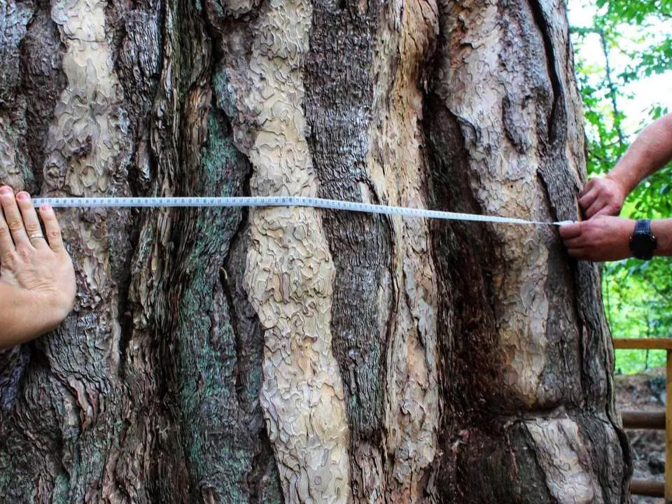 «Энергия веков»: выяснилось, какой магической силой обладает крымская сосна