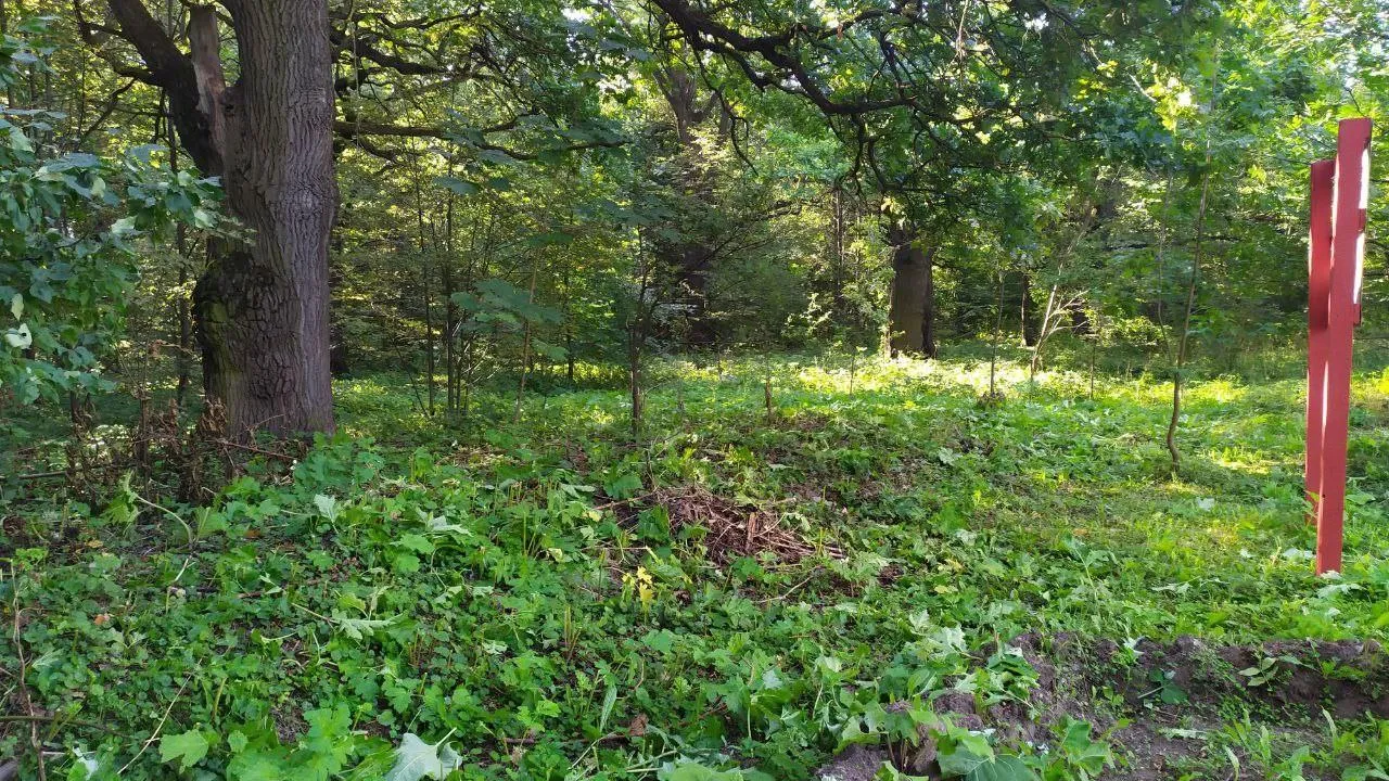 Комитет лесного хозяйства МО