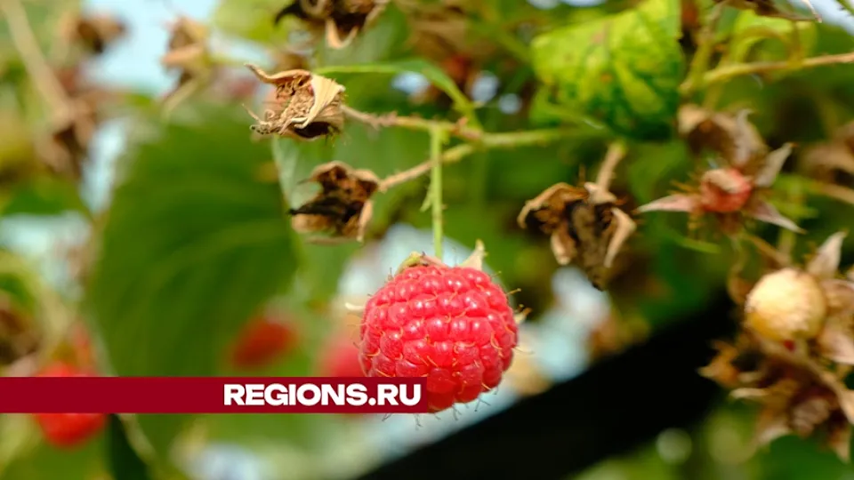 Фото: REGIONS/Мария Панина