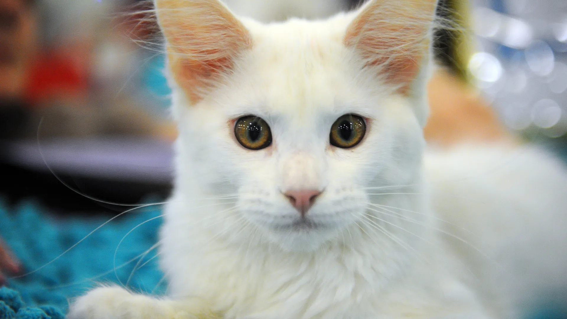 медиасток.рф