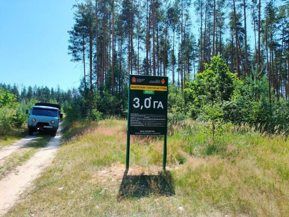 Фото: Комитет лесного хозяйства Московской области