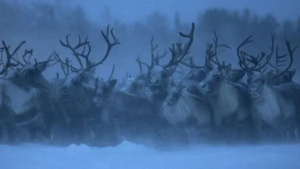 В ямальской тундре олени умирают от голода