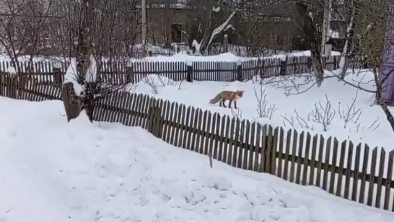 REGIONS/Игорь Писарев