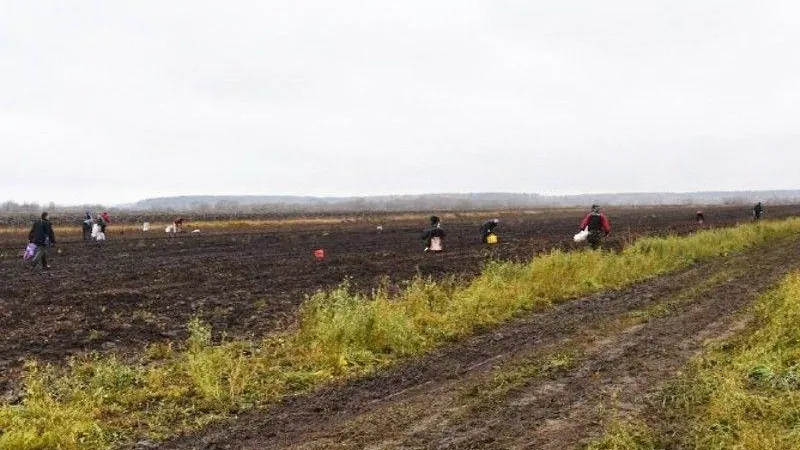 Аграрии в Серпухове попросили жителей помочь собрать свеклу и отдали им собранный урожай