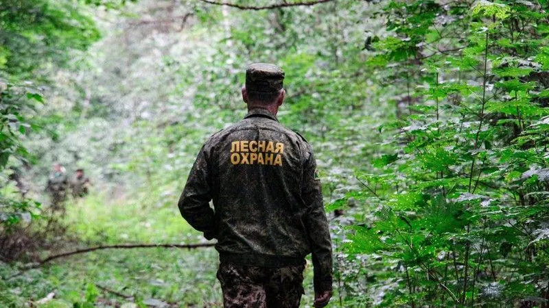 Семьдесят семь миллионов заплатили нарушители лесного кодекса в Подмосковье