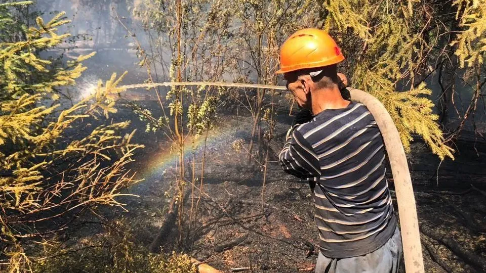Фото: Комитет лесного хозяйства Московской области