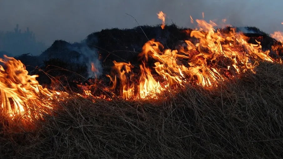 Фото: pxhere.com