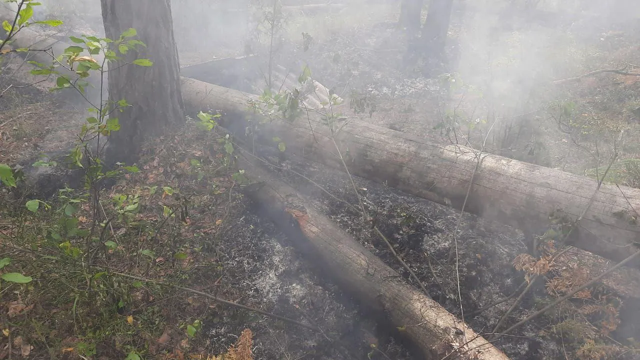 Комитет лесного хозяйства Московской области