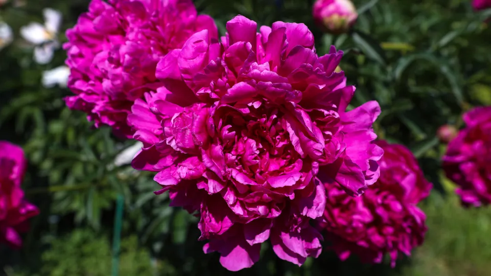 Фото: ТАСС/Роман Пименов