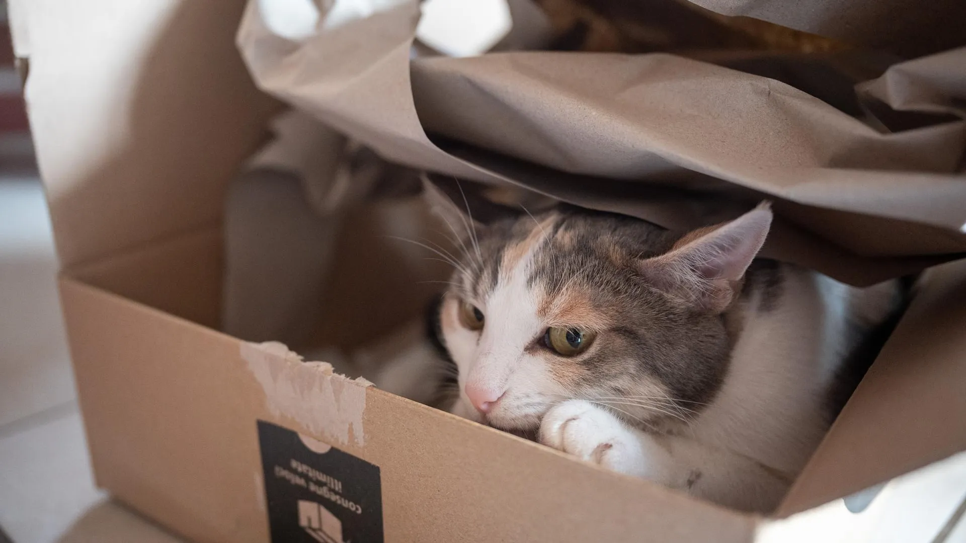 Sebastian Gollnow/dpa