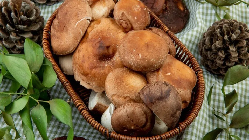 Фото: freepik.com