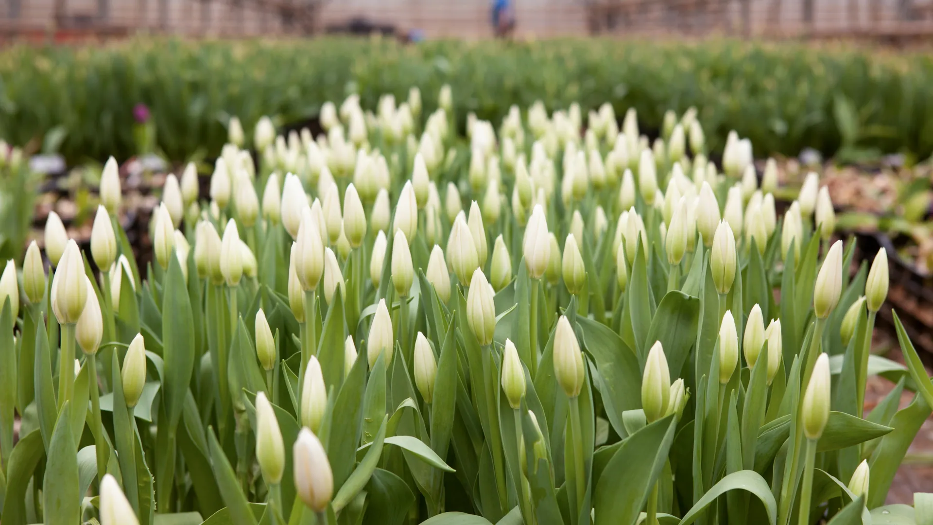 медиасток.рф