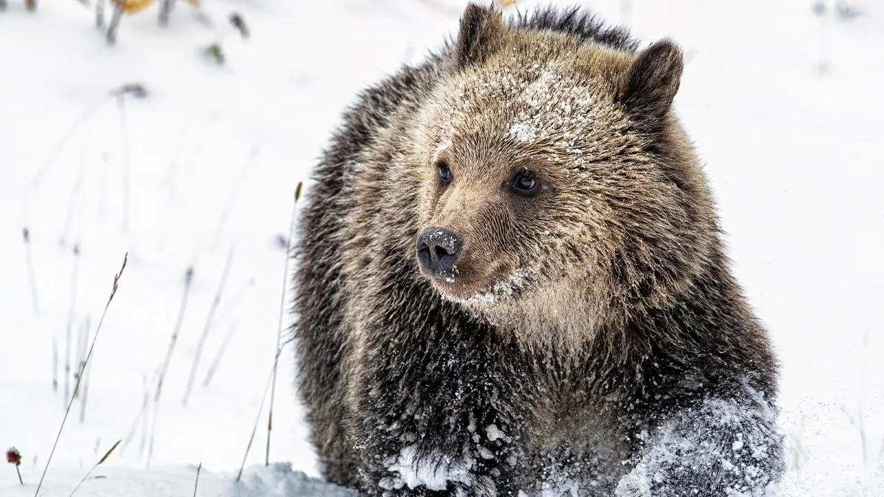 istockphoto.com/Darren Bennett