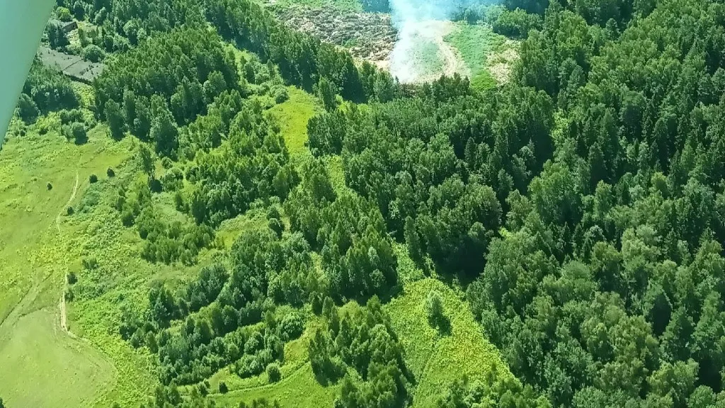 Фото: Комитет лесного хозяйства Московской области