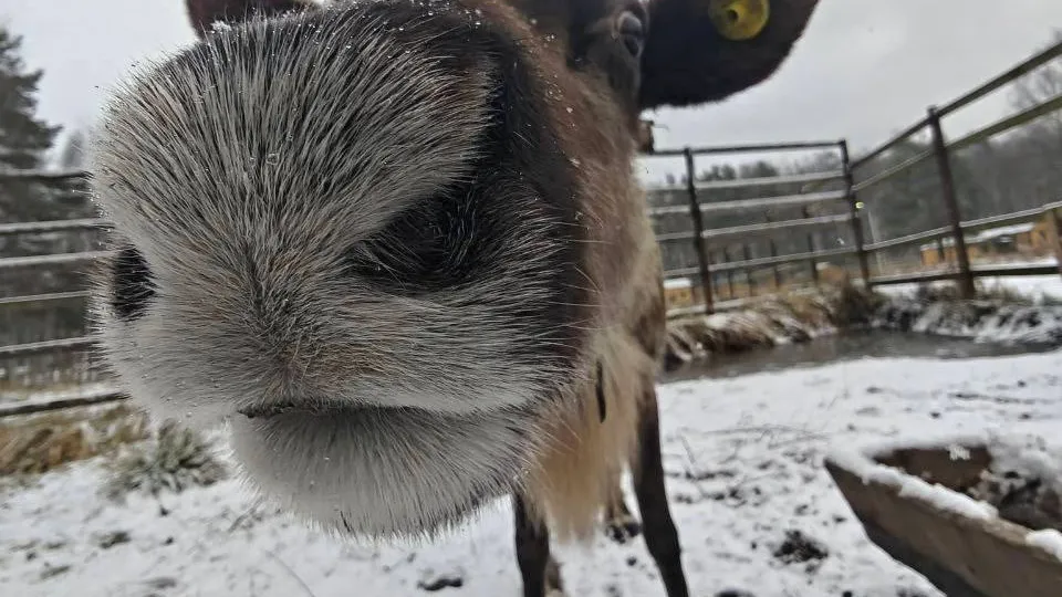 Фото: t.me/elk_island_national_park