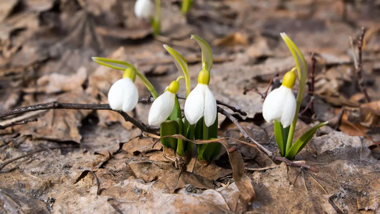 медиасток.рф