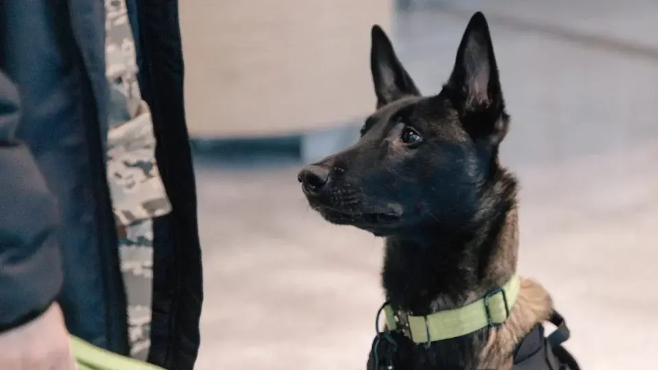 Фото: пресс-служба администрации г.о. Домодедово