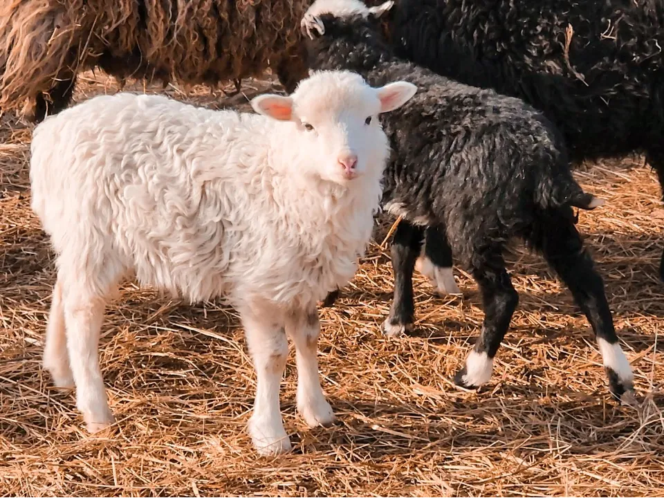 Фото: Ольга Антонова