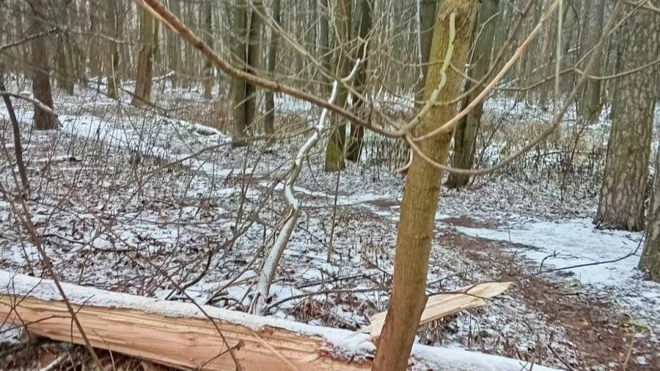 Фото: Комитет лесного хозяйства МО