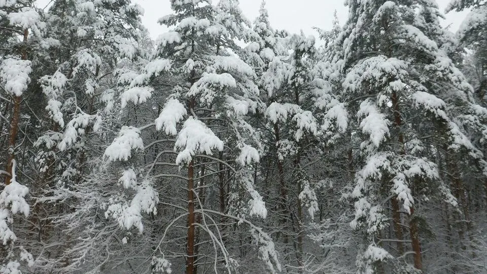 Фото: Комитет лесного хозяйства Московской области