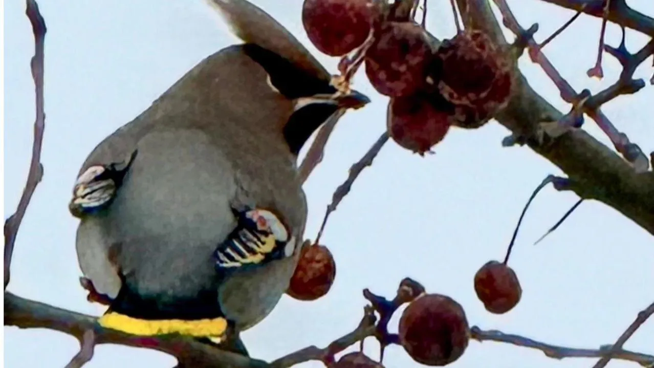 Марина Алифанова