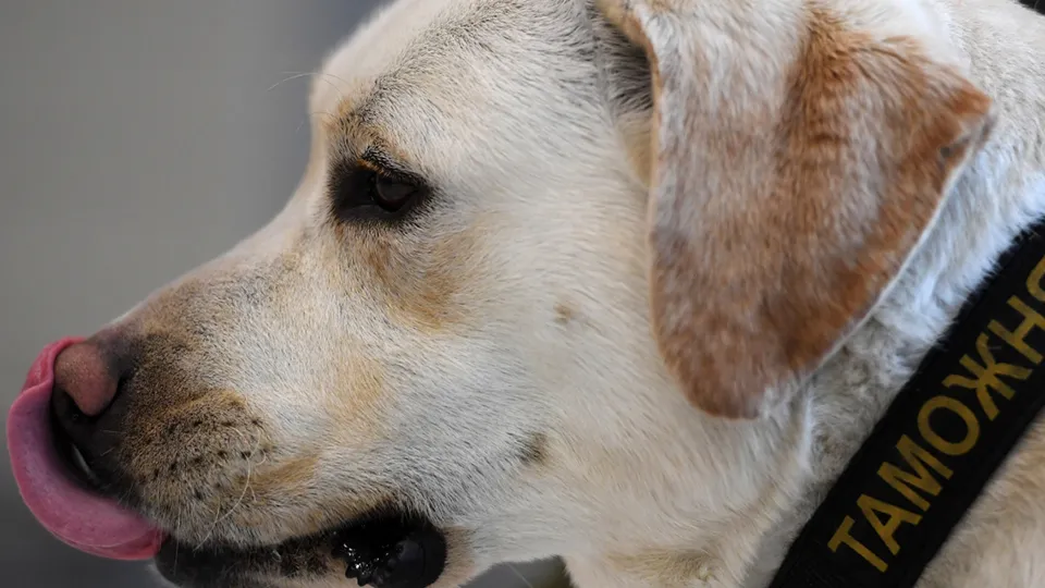 Фото: РИА Новости/Максим Богодвид