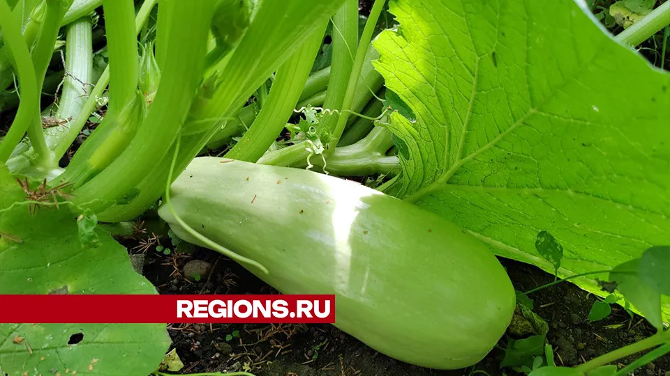 Фото: REGIONS/Евгений Мазепов